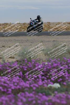 media/Jan-14-2023-SoCal Trackdays (Sat) [[497694156f]]/Turn 14 Exit Bloomig (145pm)/
